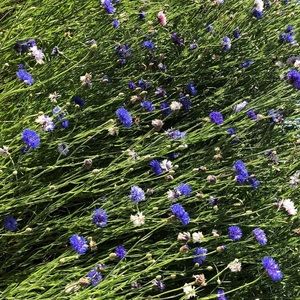 Meet your Posher, Daljit